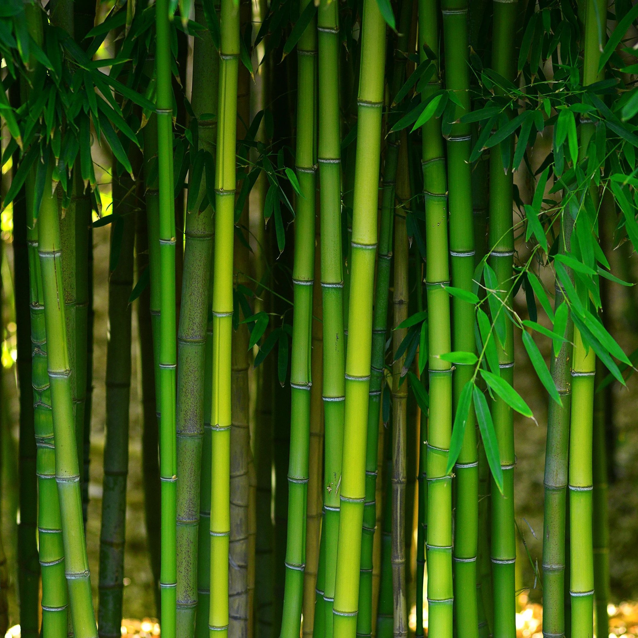 Bamboo